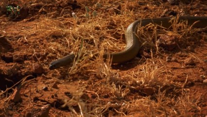 Extreme Snakes, Australia | Full episode | Nature documentary