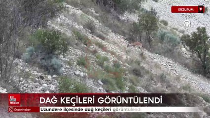 Erzurum'da dağ keçileri görüntülendi