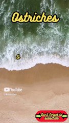 Animal Facts      Ostriches       #shortsAnimal Facts       #shorts