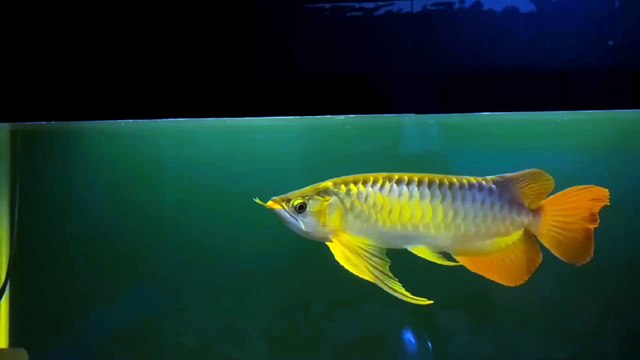 THE SUPER RED AROWANA FISH FROM KALIMANTAN INDONESIA IS VERY CHARMING