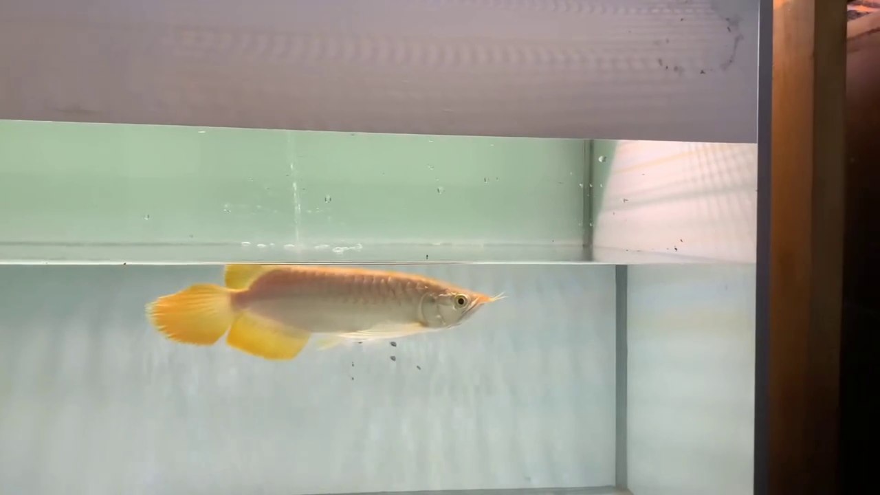TEENAGE SUPER RED AROWANA FISH