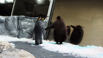 Hefty Australian penguin chick 'Pesto' becomes star