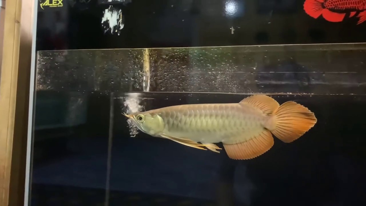 BLOOMING SUPER RED TAIL AROWANA FISH