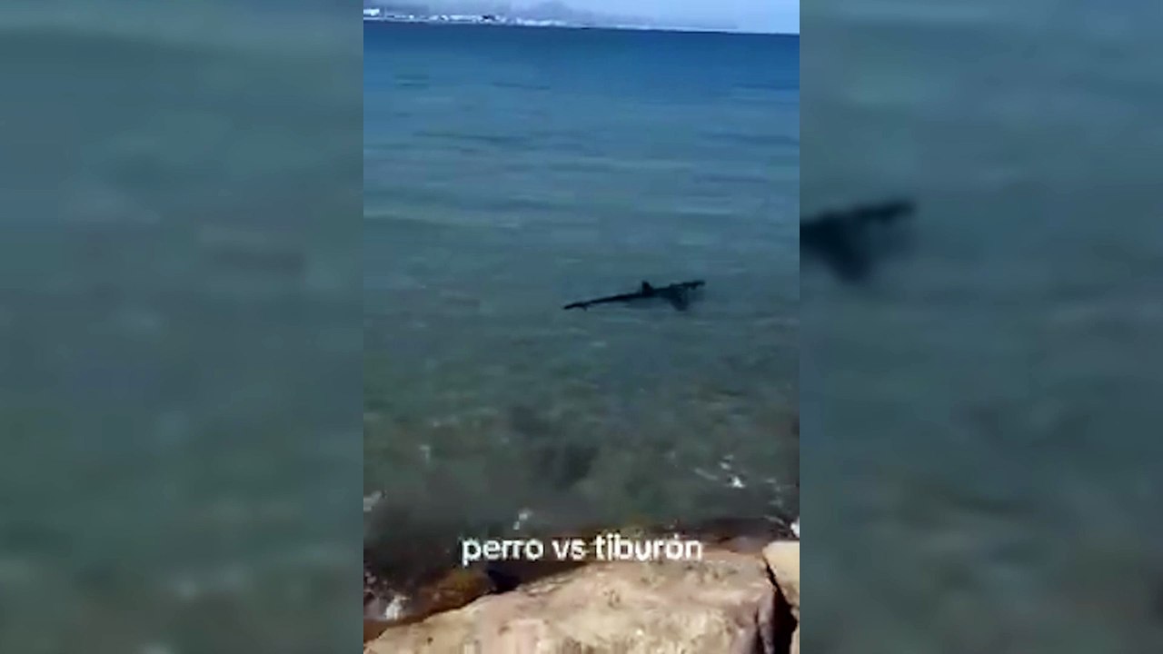 Cachorro morde tubarão e diverte banhistas; horas depois tubarão foi encontrado morto