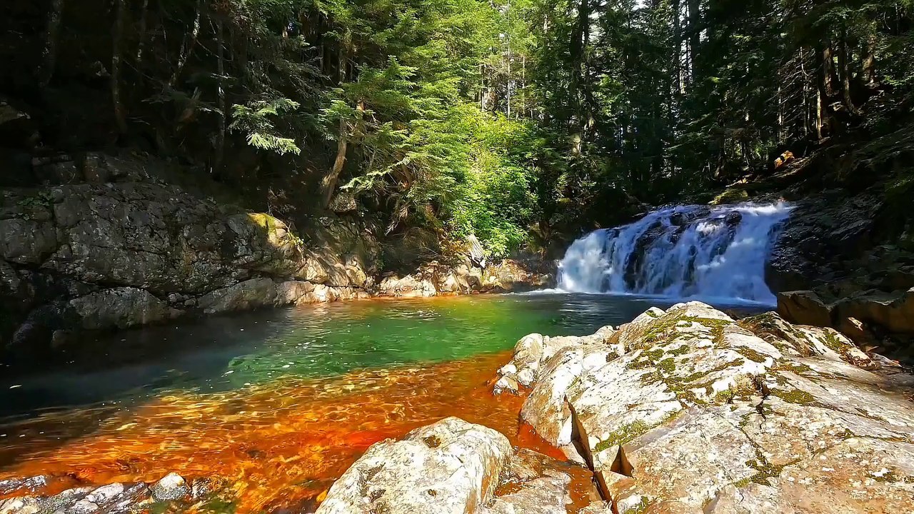 Âm nhạc thư giãn trị liệu với cảnh đẹp nhân gian - Những bí ẩn dưới tán cây rừng