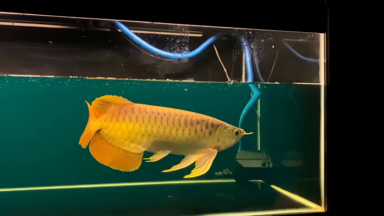 THE MOST HANDLING SUPER RED AROWANA FISH