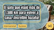 El increíble gato que recorrió 1.500 km para regresar a casa: ¿Milagro o misterio?