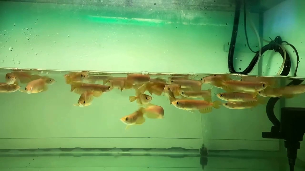 CHILDREN OF AROWANA FISH WHICH ARE STILL PUPPIES