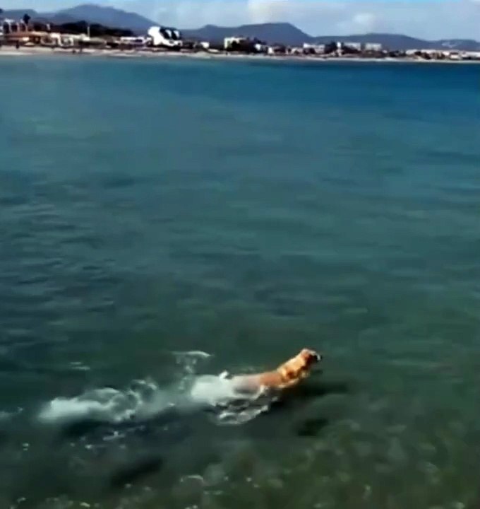 Cão ousado nada até tubarão-azul e morde sua cauda em praia