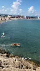 Vídeo: Cachorro nada e morde um tubarão em praia na Espanha