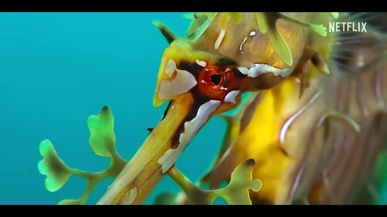 Our Oceans _ Barack Obama _ Official Trailer _ Netflix