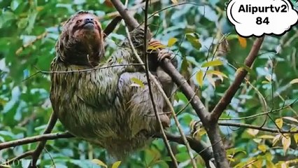 Amazon animals and jungle 4k amazon