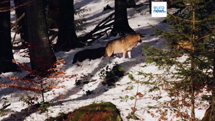 Les loups dans la ligne de mire : les gouvernements de l'UE acceptent d'intensifier la chasse et l'abattage
