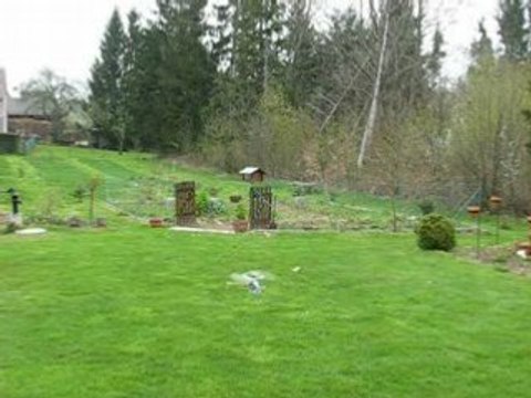 Honey bee king video 10