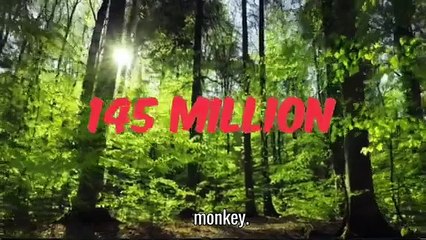 Amazon animals and jungle 4k amazon