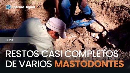 Hallan restos casi completos de varios mastodontes en los Andes peruanos