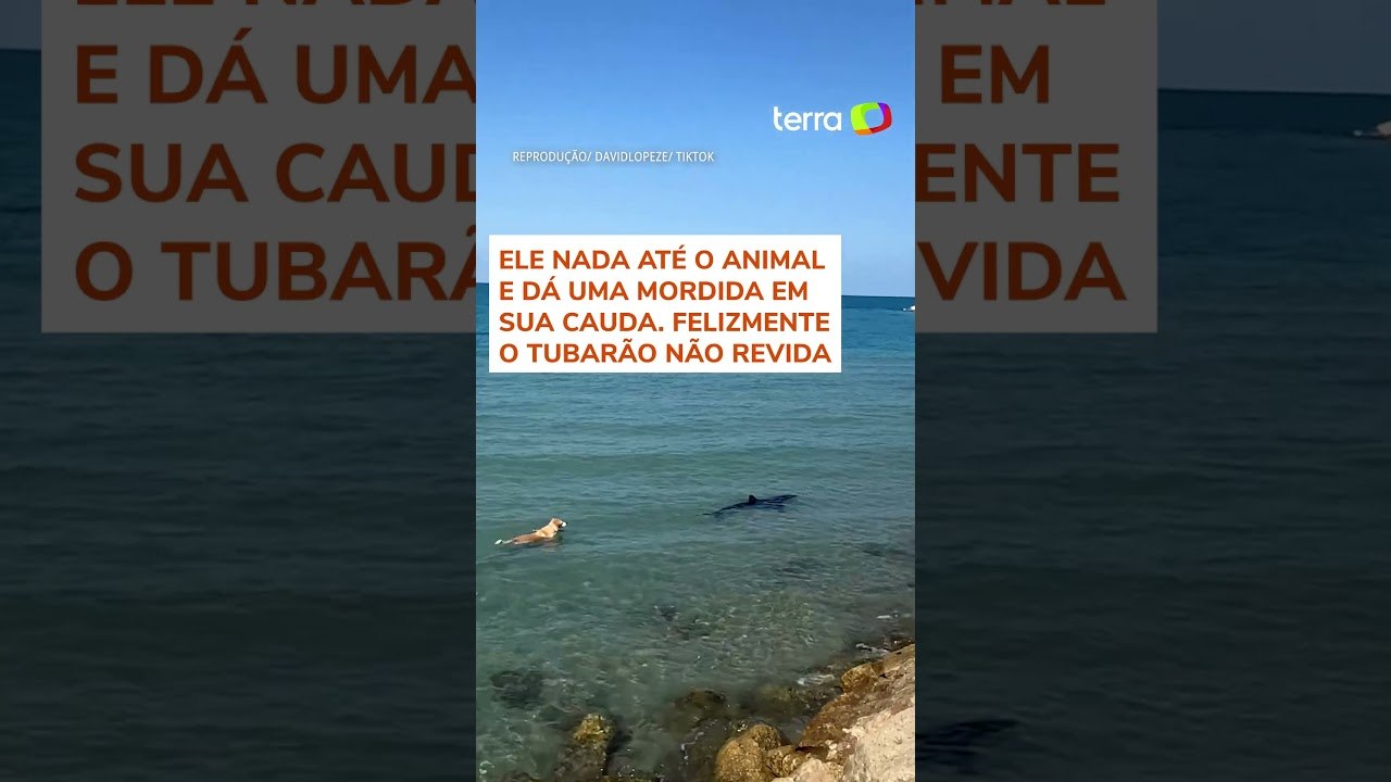 Cachorro pula no mar e morde cauda de tubarão na Espanha #shorts