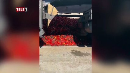 Meşhur markanın salça fabrikasında iğrenç görüntüler! Faaliyetleri askıya alındı