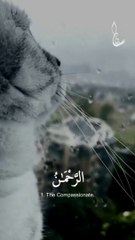 Discover the Most Beautiful Recitation of Surah Ar-Rahman 🌙