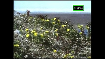 Enciclopedia de Animales: Las Aves Blancas del Invierno - Documental (1996) - Español Latino