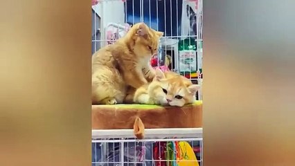  Funniest Cats and Dogs Videos  ||  Hilarious Animal Compilation Part No:18  #2024  The Funniest Animal Videos of 2024 make you laugh  Funny DOGS and CATS videos 2024