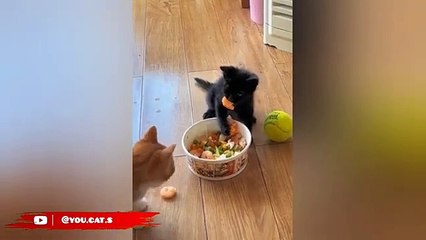  Funniest Cats and Dogs Videos  ||  Hilarious Animal Compilation Part No:19  #2024