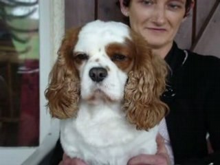 Toby s'endort sur les genoux ...