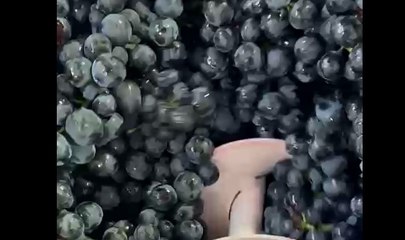 Bodegas y Viñedos de Postín, de la cepa a la copa