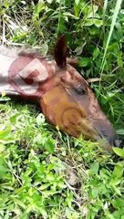 Égua está caída no chão em rua de Salvador há quatro dias, diz leitor; Secis se manifesta