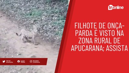 Filhote de onça-parda é visto na zona rural de Apucarana; assista