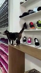 Gatos de rua adotados por empresário viram mascotes em loja de Umuarama