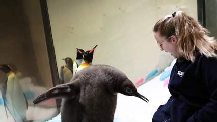 Pesto, el pingüino rey bebé famoso por su tamaño