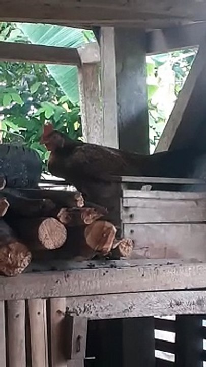 ayam bertelur berdiri