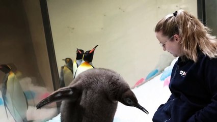 Pesto, o bebê pinguim de 23 quilos