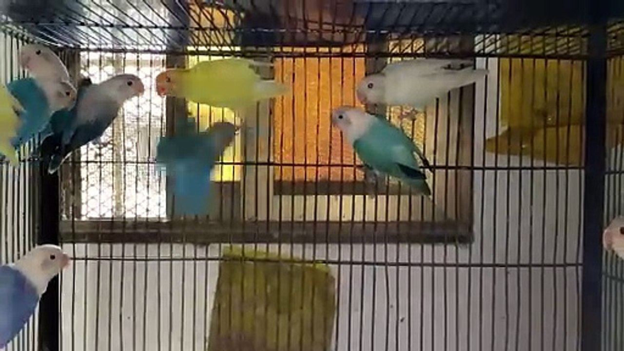 Complete Lovebird Mutation Breeding Setup Guide