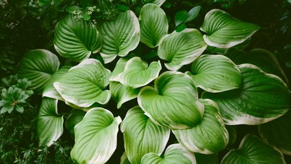 How and When to Cut Back Hostas in the Fall