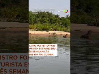 Turista flagra capivara escapando de ataque de onça-pintada no Pantanal #shorts