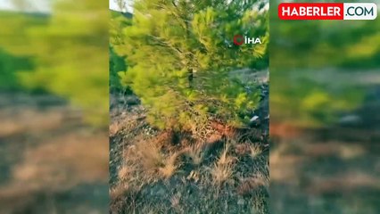 Kızıl Geyik Salda Gölü'nde Vatandaşların İlgi Odağı Oldu