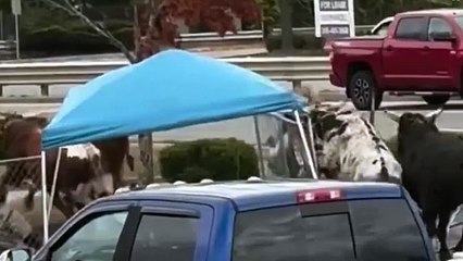 Touros escapam de rodeio em shopping nos EUA