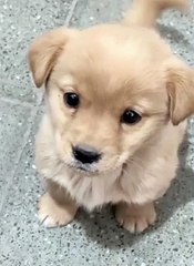 Cute Dog playing animal video 2024