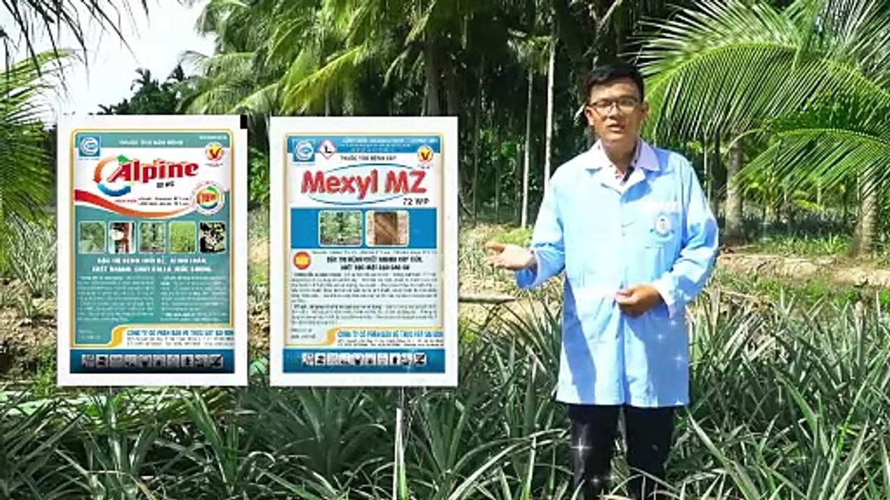 Bác Sĩ Cây Trồng SPC Chia sẻ cách Phòng trừ bệnh héo khô đầu lá và chết đọt trên cây khóm