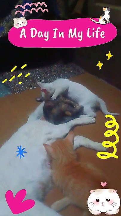 My cute cats