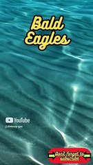 Animal Facts         Bald Eagles          #shorts