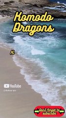 Animal Facts          Komodo Dragons         #shorts