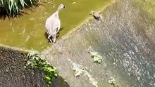 Seeing is believing [Amazing Animals] Baby Duck and Mother