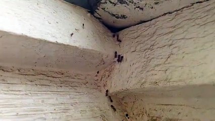 Ant Pest Control