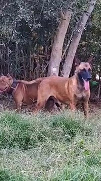 Adorable Dogs Spread Love: A Romantic Tale of Loyalty and Companionship