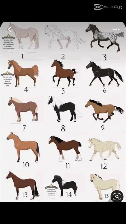 Horse lovers