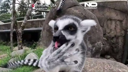 قردة الليمور تستمتع بـ"بوفيه فواكه" شهي في حديقة حيوان أوريغون