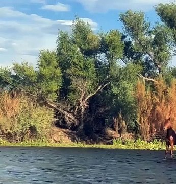 Découvrez l'envoûtante beauté des chevaux glissant majestueusement sur une rivière scintillante !